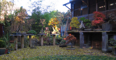 Bonsai Garden 